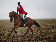 NetObjects Fusion 2015